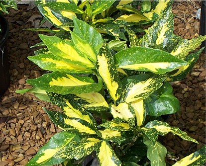 شمشاد ژاپنی